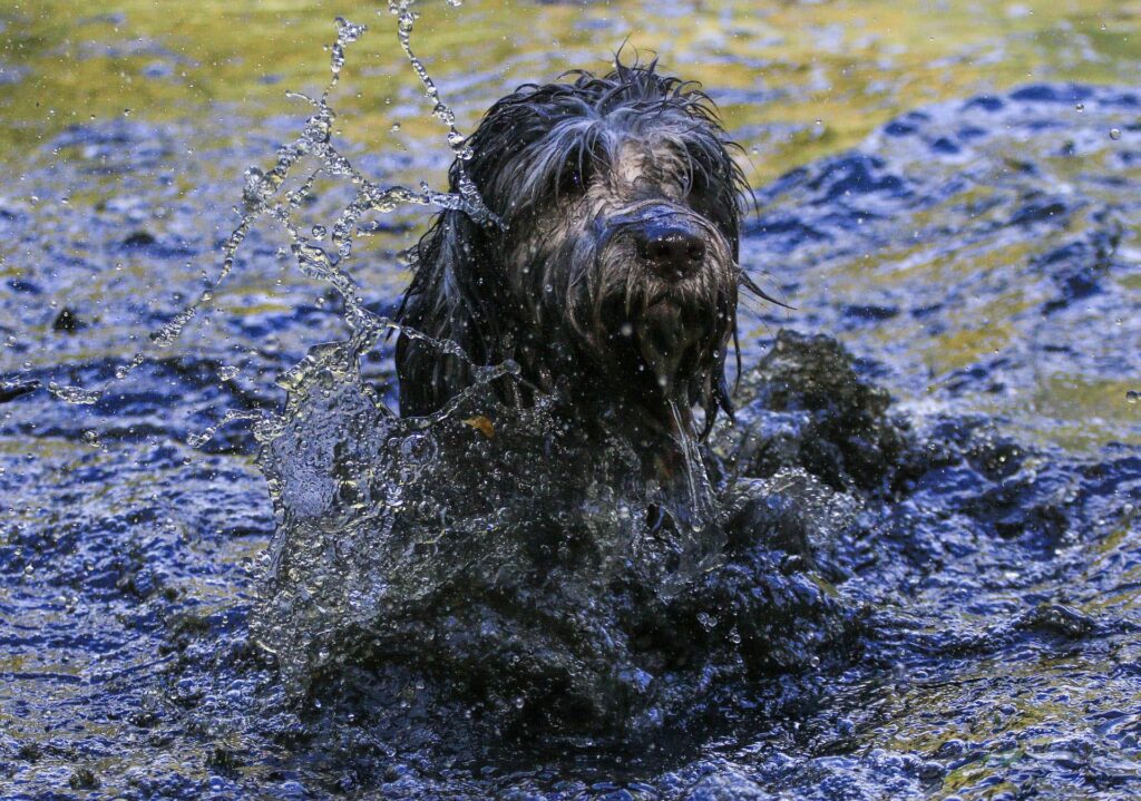 Ein Hund spielt im Wasser